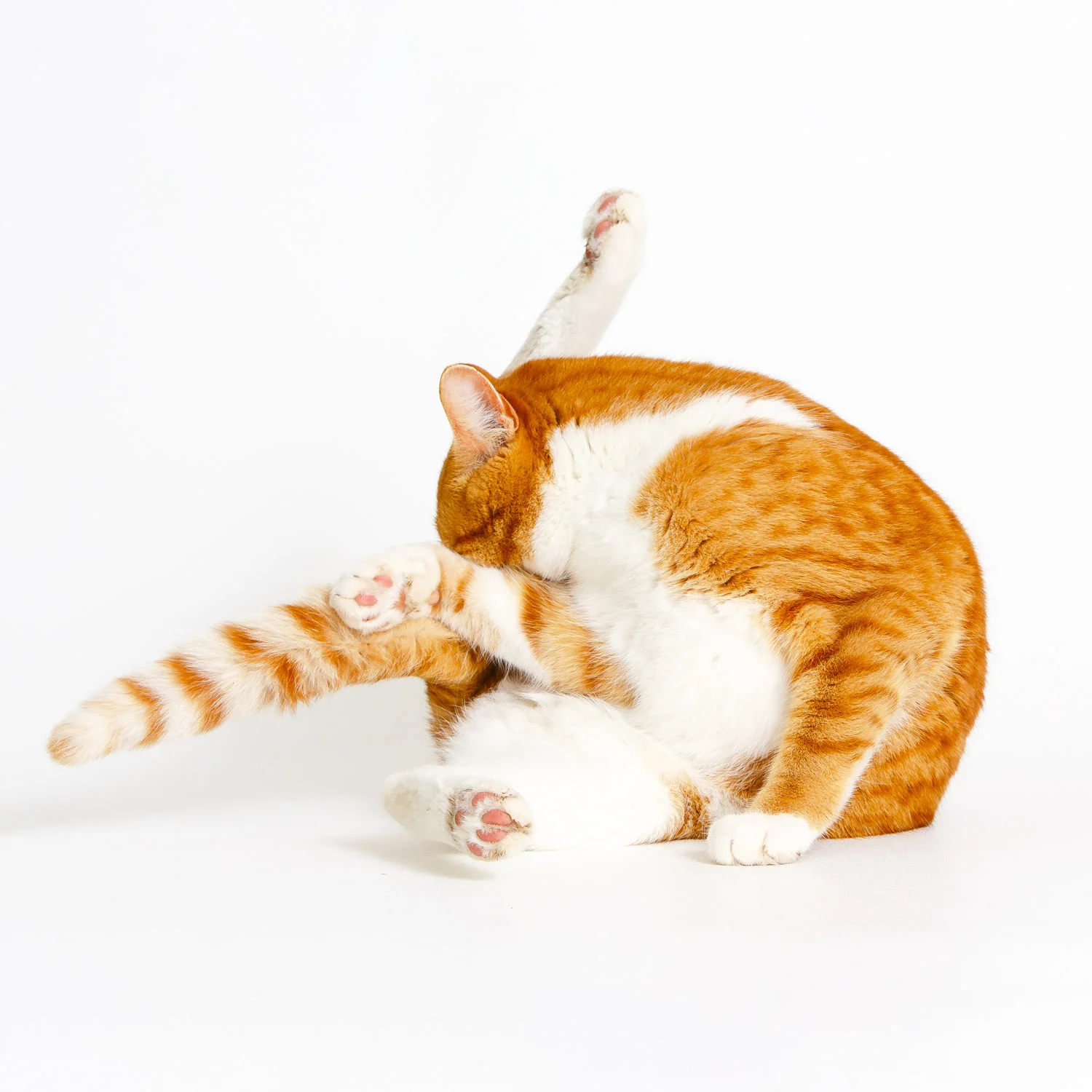 Daily Dose - February 6, 2019 - Portable Folding Cat - Orange Tabby - Steve Jenkins