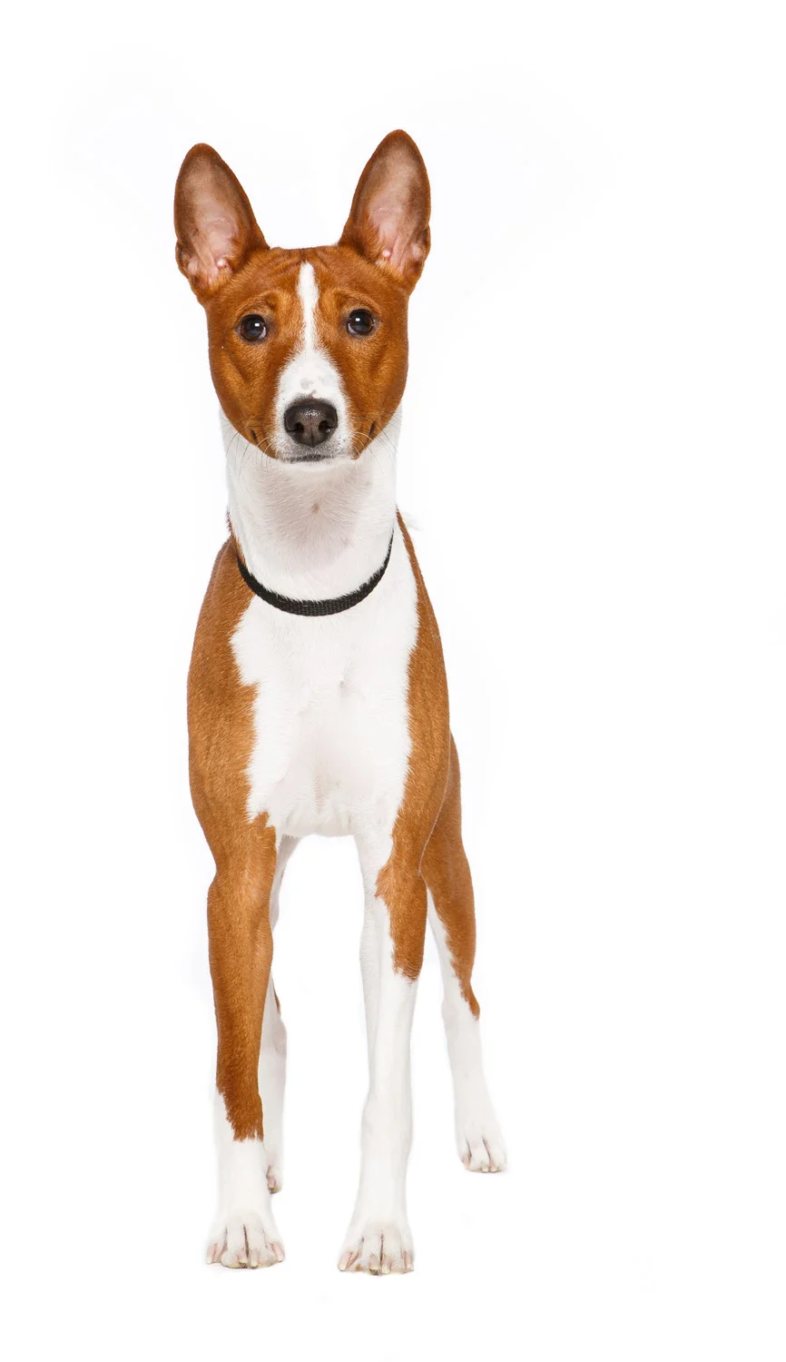 Daily Dose - February 9, 2019 - Basenji Boy - Gibson