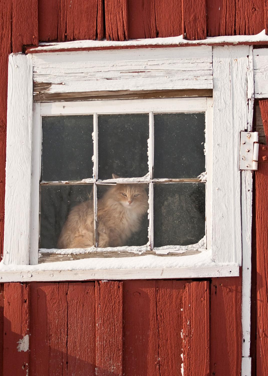 Daily Dose - February 8, 2019 - Winter Window Cat - Tex