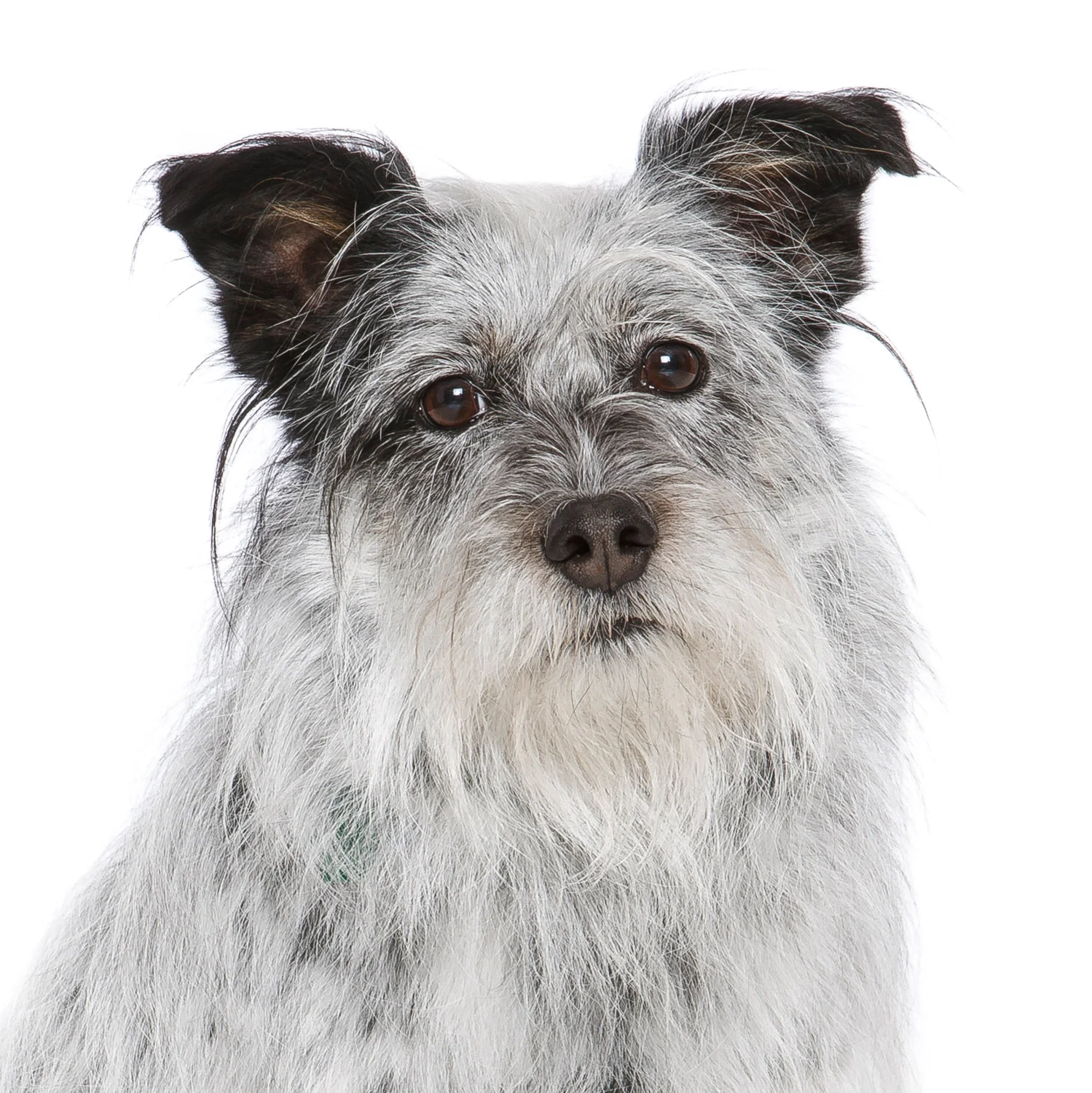 Daily Dose - February 11, 2019 - This is a Dog. Even if he Looks Just Like my Dad. - Mixed Breed Dog - Clark