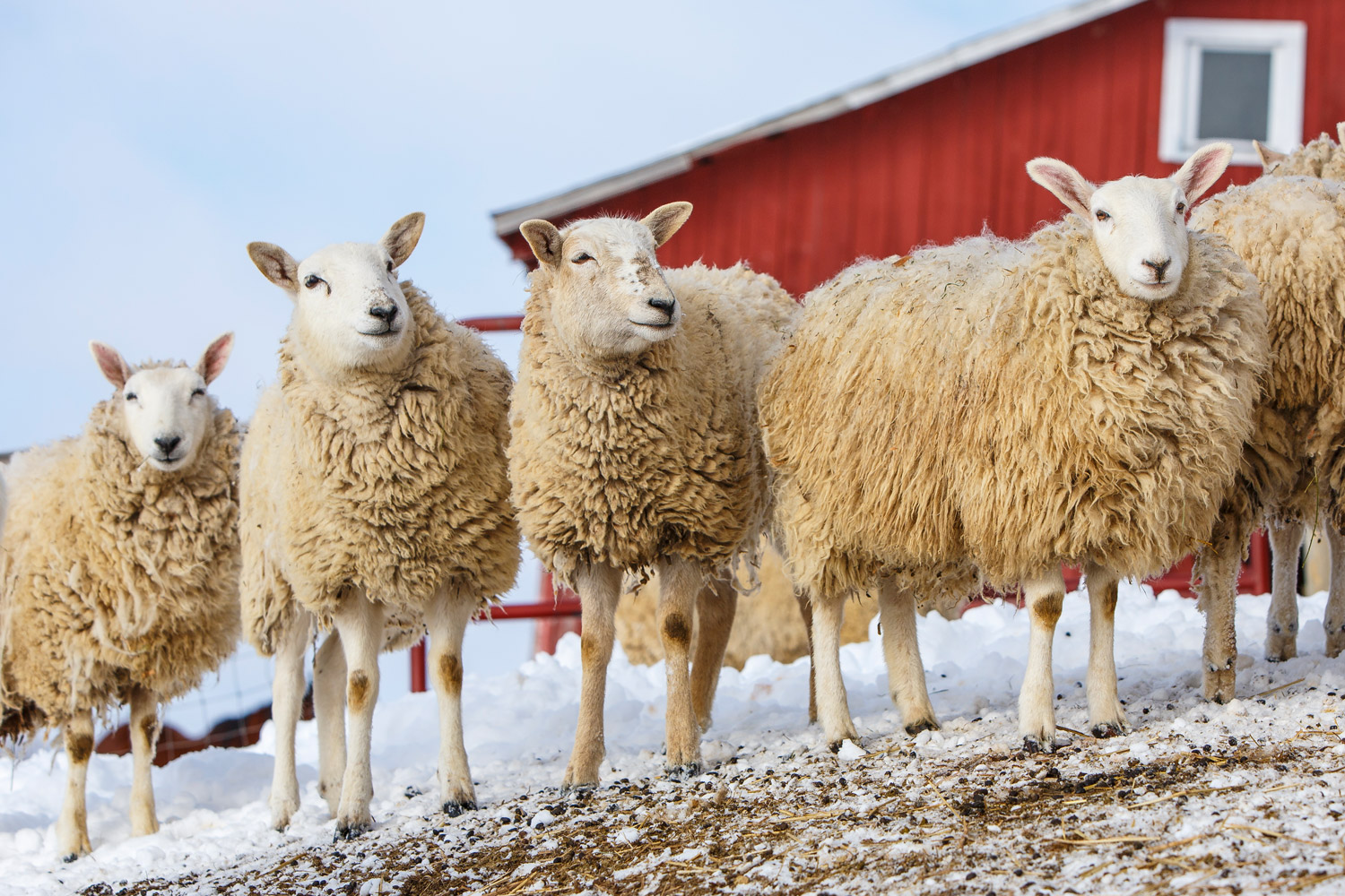 Daily Dose - February 12, 2019 - The Usual Suspects - Cheviot Mix Sheep