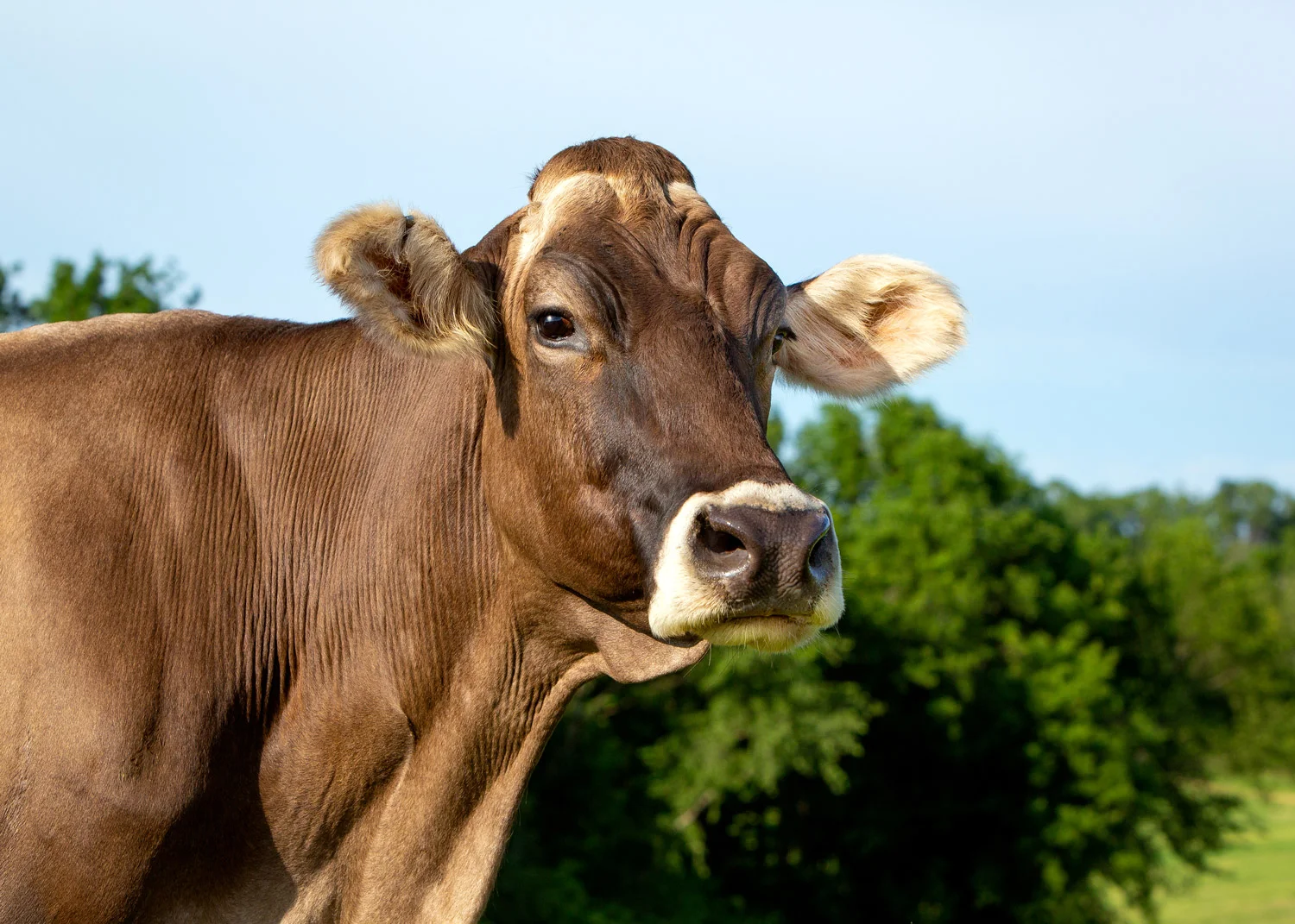 Daily Dose - February 17, 2019 - Summer Queen - Swiss Dairy Cow