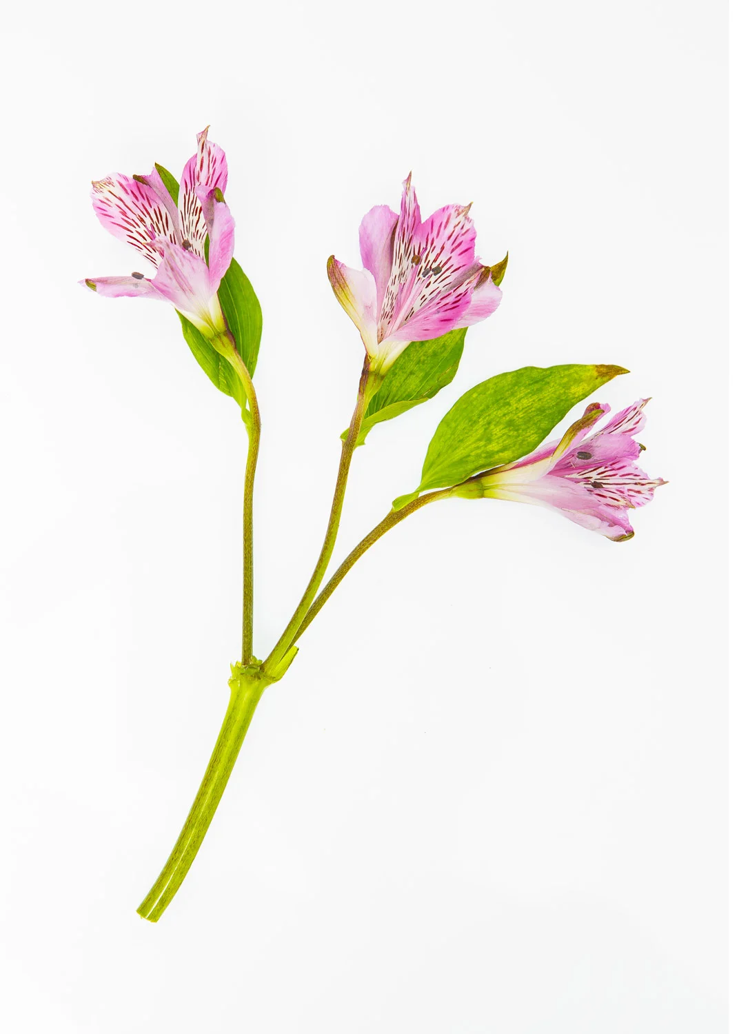 Daily Dose - February 18, 2019 - Study in Pink and Green - Alstroemeria Flowers