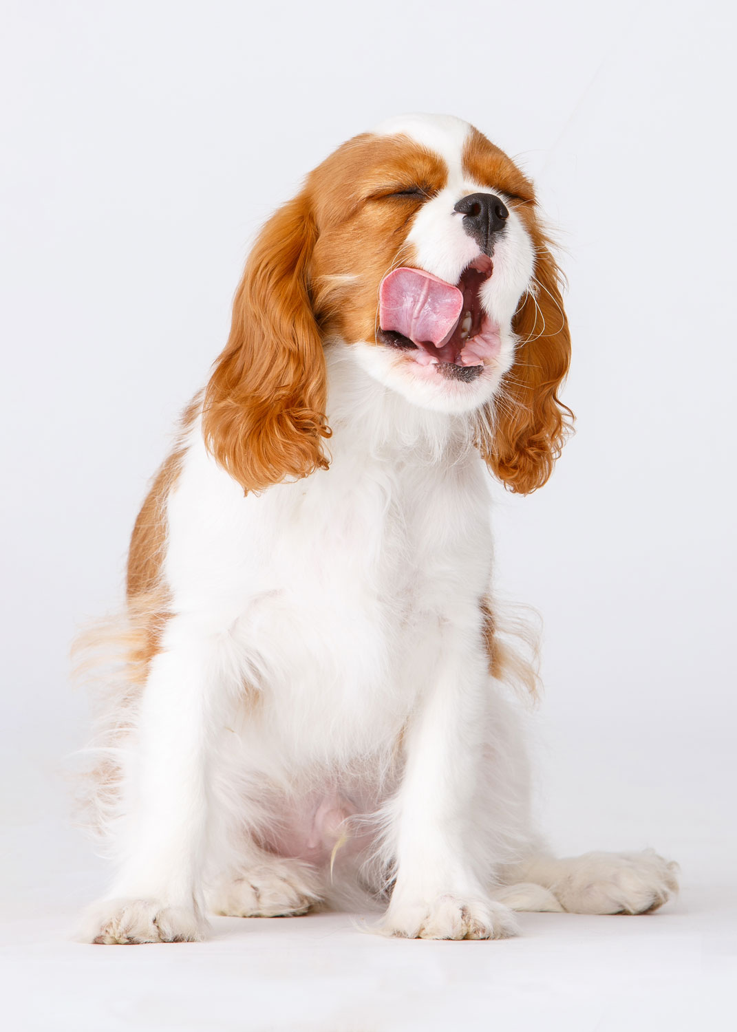 Daily Dose - February 25, 2019 - Yum Doggie! - King Charles Cavalier Spaniel - Sonny