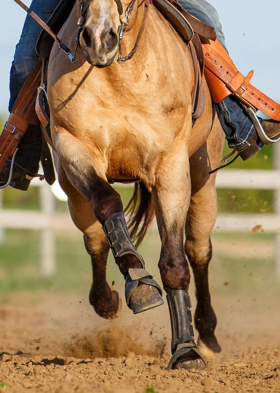 Daily Dose - February 26, 2019 - Full On - Buckskin Quarter Horse and Rider
