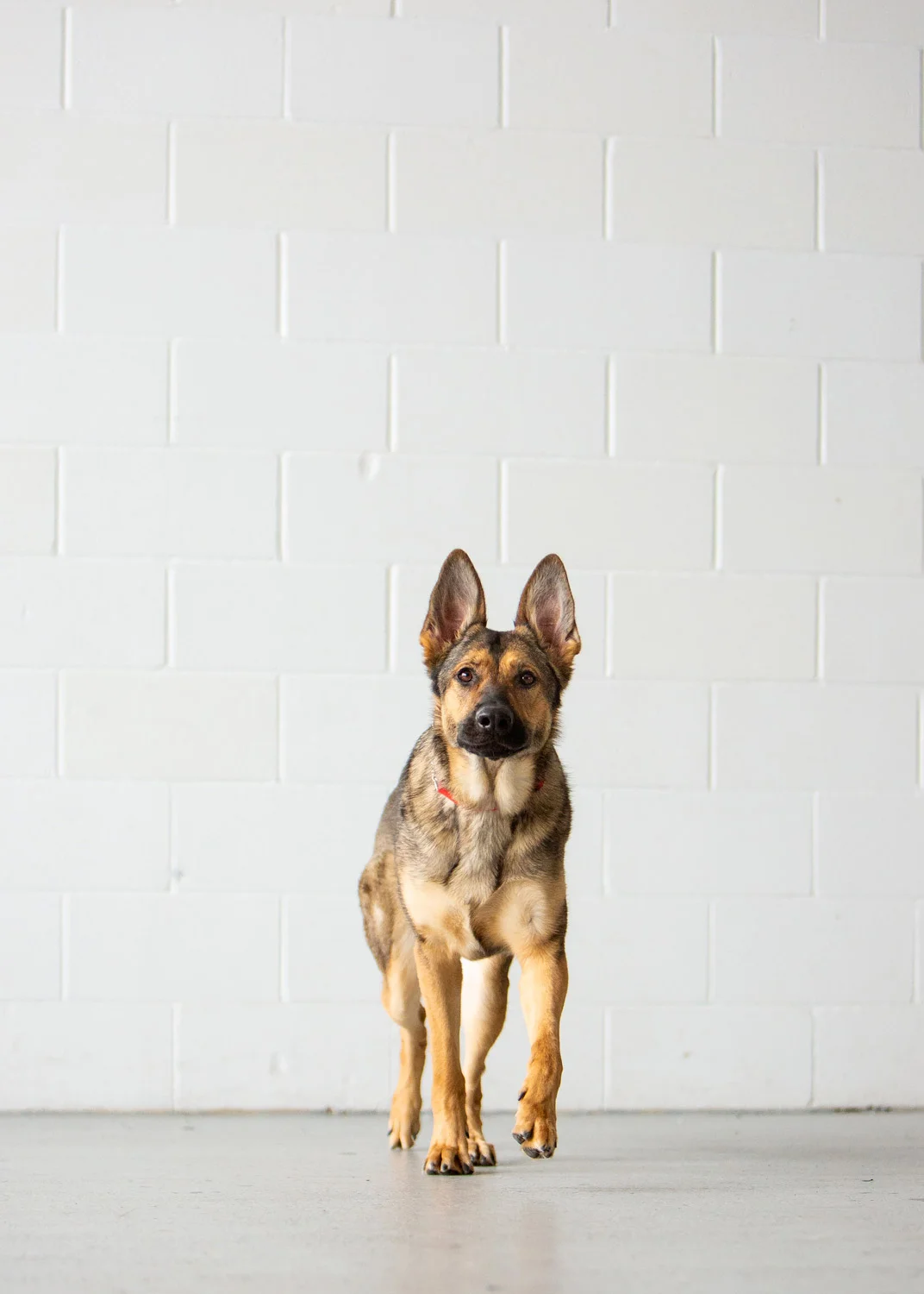 Daily Dose - March 1, 2019 - On the Job - German Shepherd - Luna
