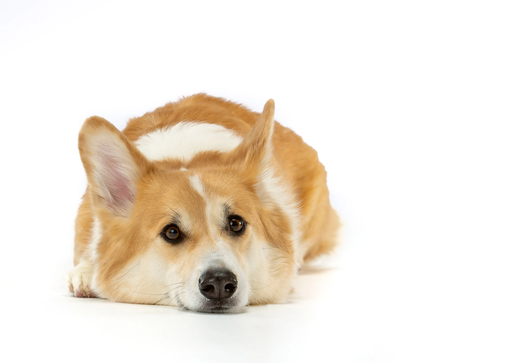 Daily Dose - March 3, 2019 - Corgi Down! - Pembroke Welsh Corgi - Archer