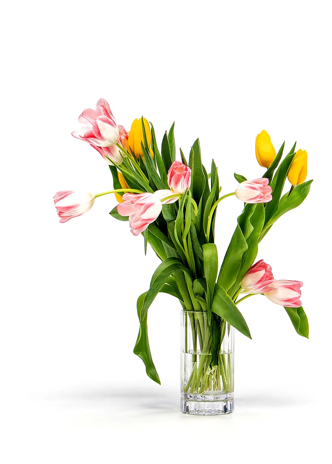 Daily Dose - March 4, 2019 - Tulips