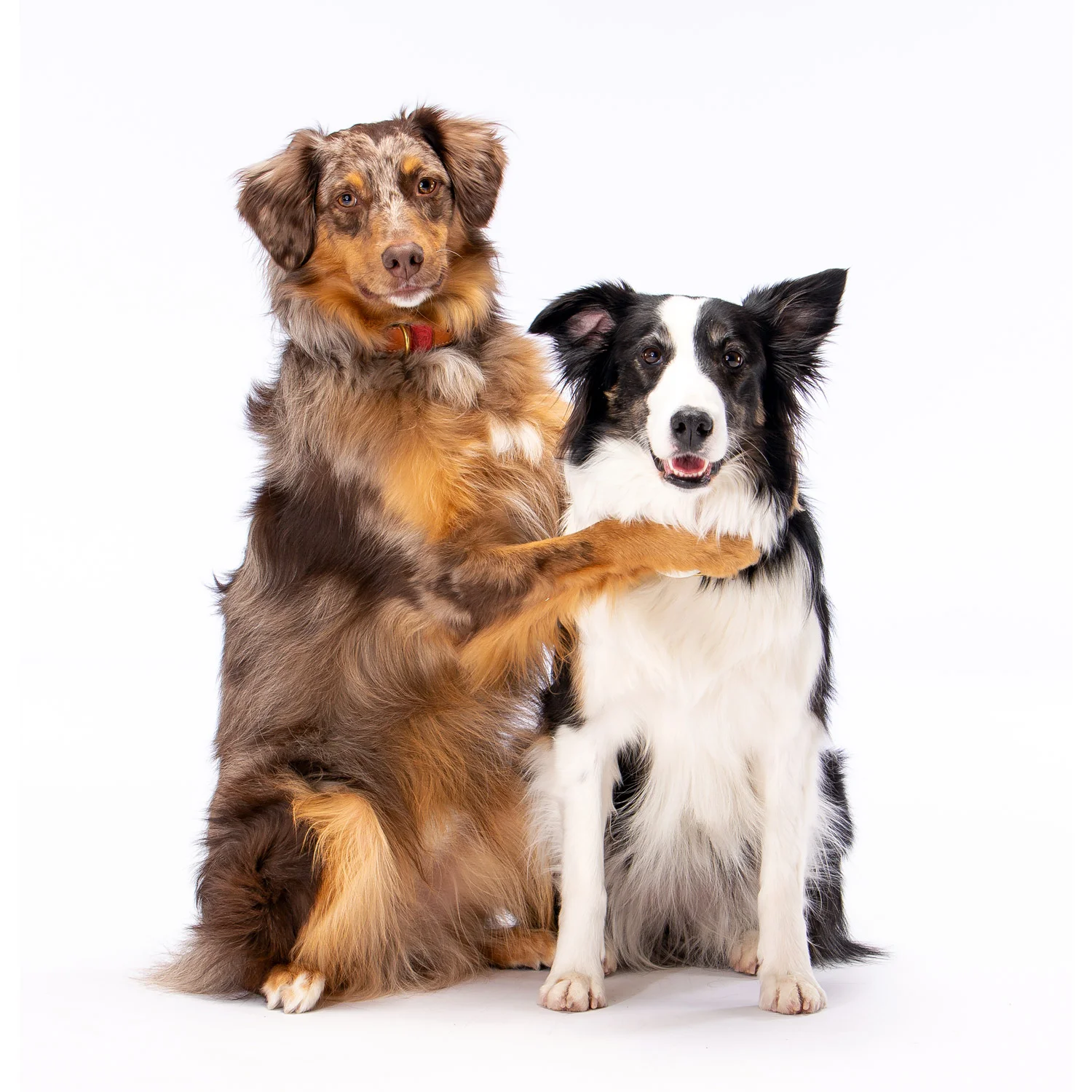 Daily Dose - March 5, 2019 - Besties - Mowgli - Australian Shepherd - Sophie - Border Collie