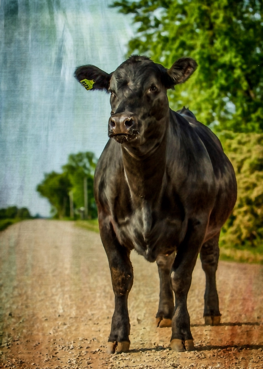 Daily Dose - March 14, 2019 - Show Girl - Black Angus Show Heifer