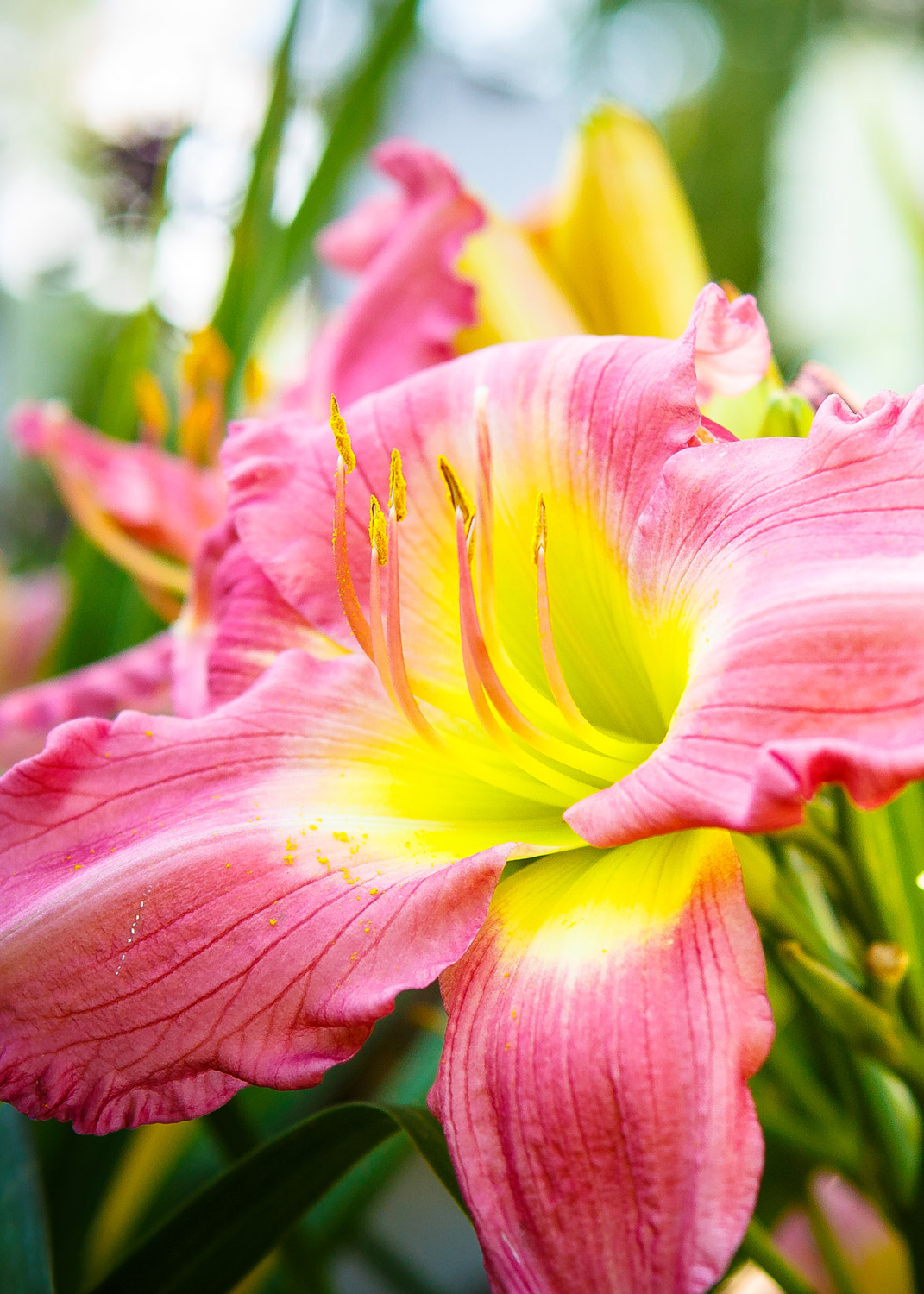 Daily Dose - March 16, 2019 - Color Cue - Summer Flowers