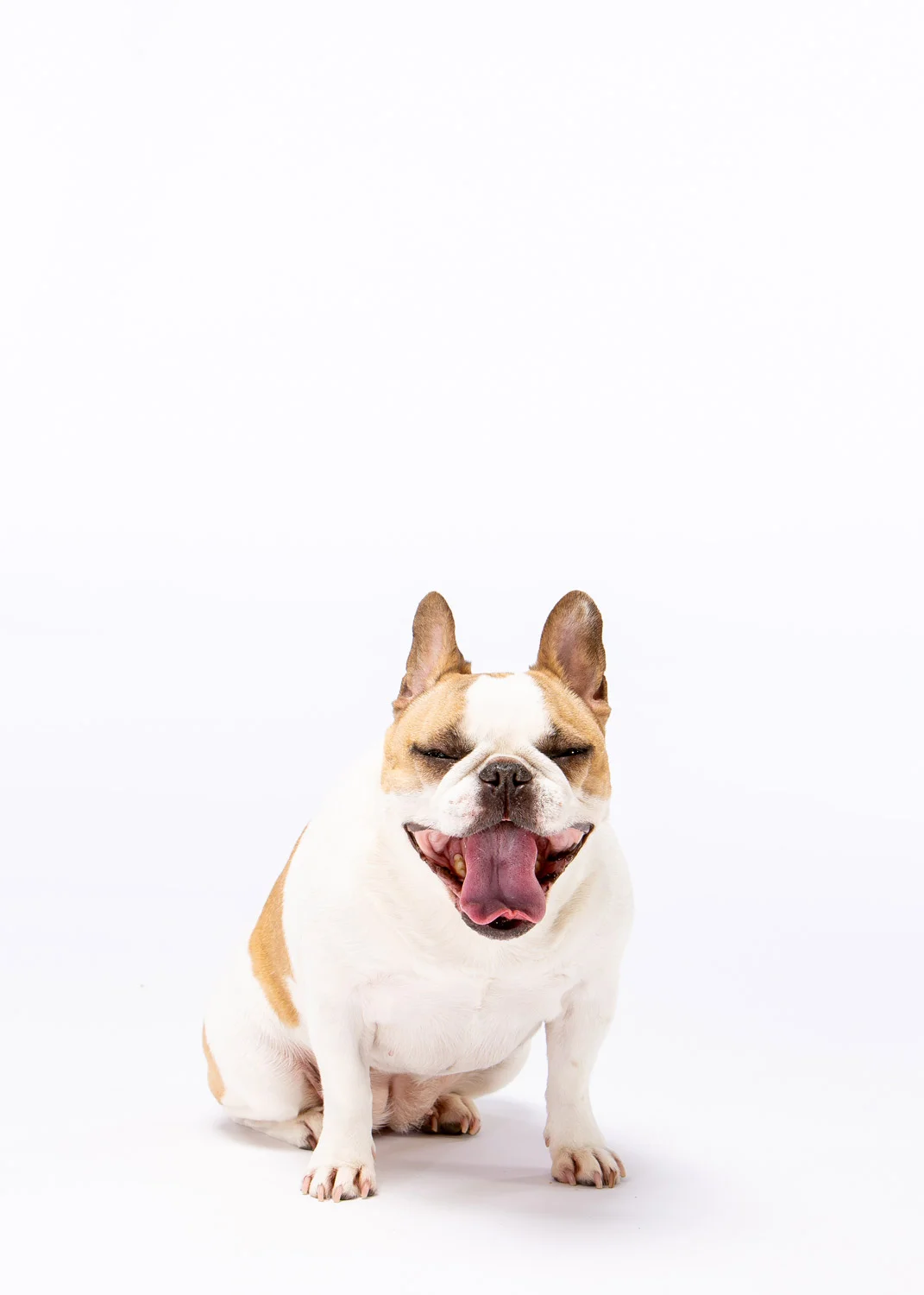 Daily Dose - March 18, 2019 - Monday Fun Day - French Bulldog - Tinka