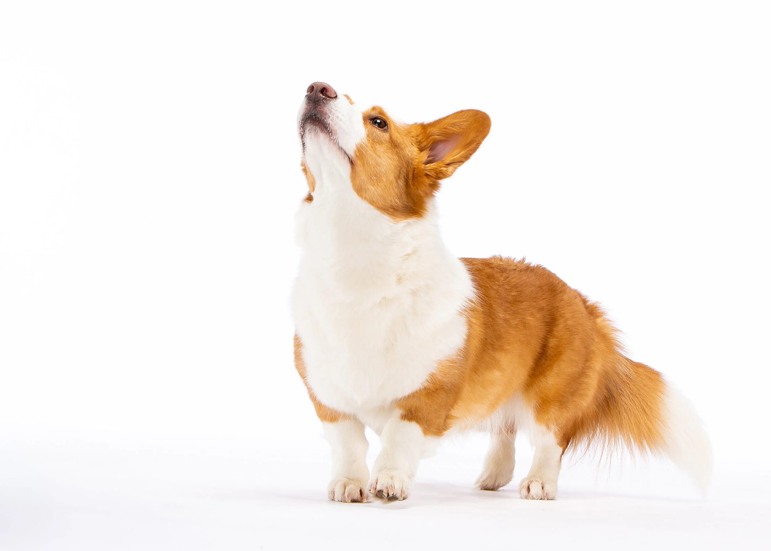 Daily Dose - March 20, 2019 - Anticipation - Corgi - Polka