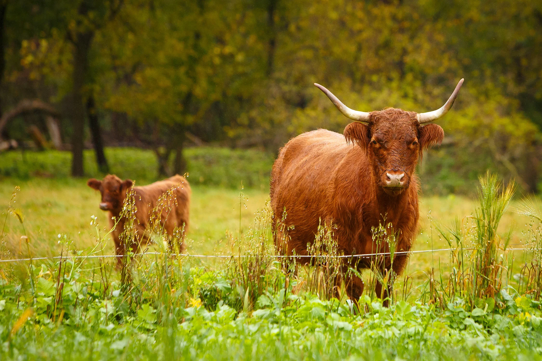 Daily Dose - March 26, 2019 - Rainy Day Cow and Calf - Highland Cattle
