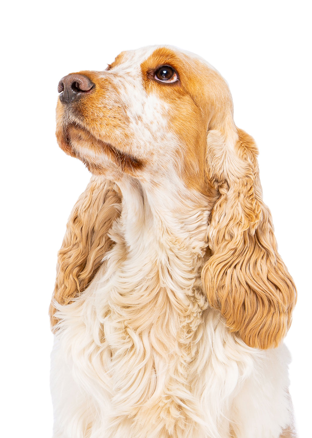 Daily Dose - March 31, 2019 - Devotion - English Cocker Spaniel - Eddy
