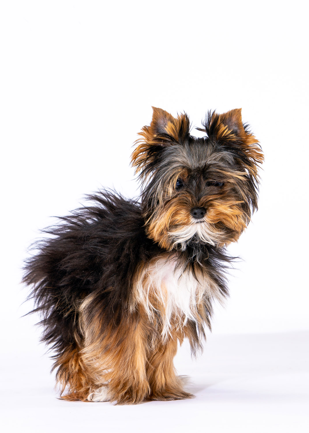 Daily Dose - April 1, 2019 - Little Fellow - Yorkshire Terrier Puppy - Levi
