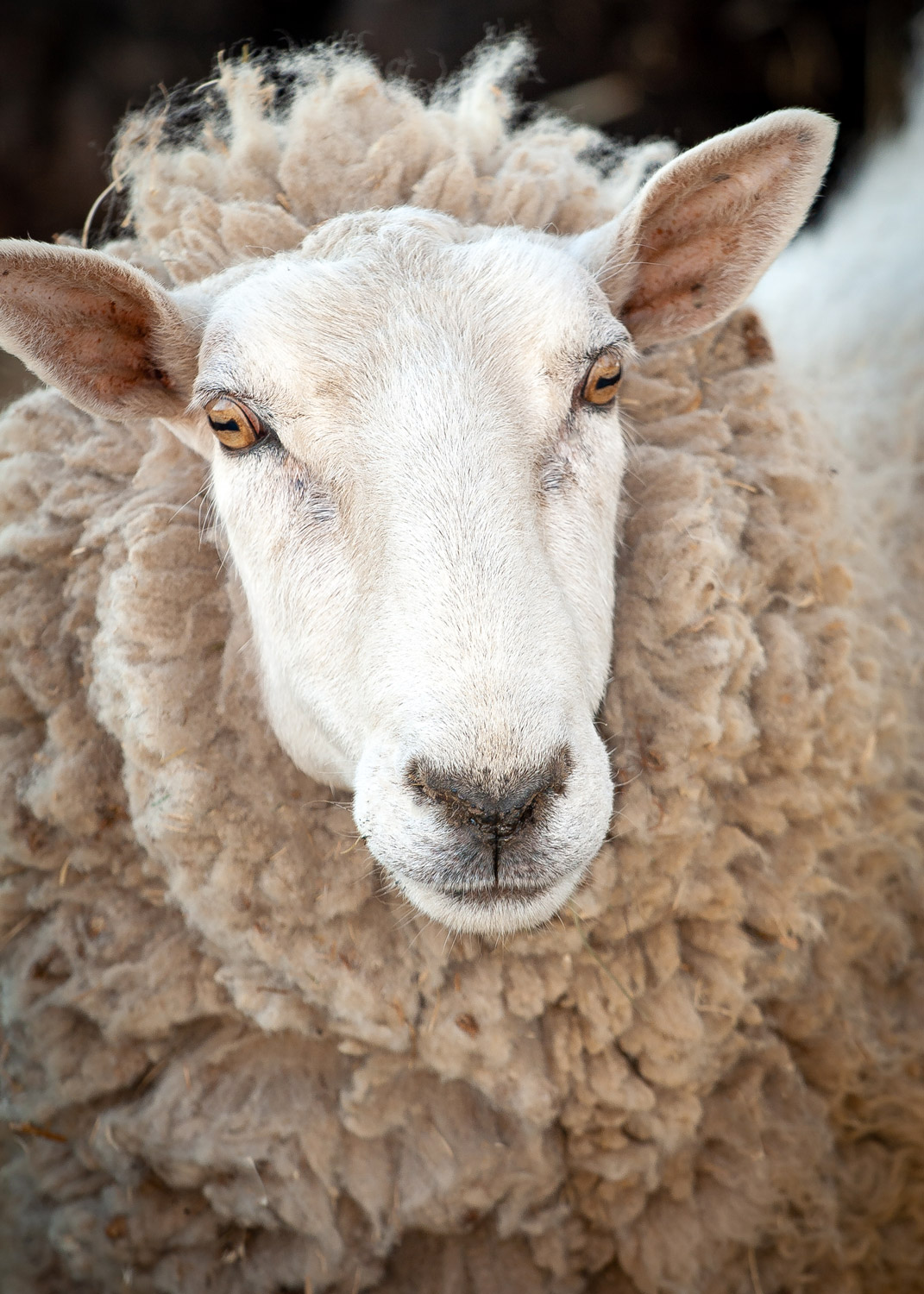 Daily Dose - Sheepface - Border Leicester Sheep