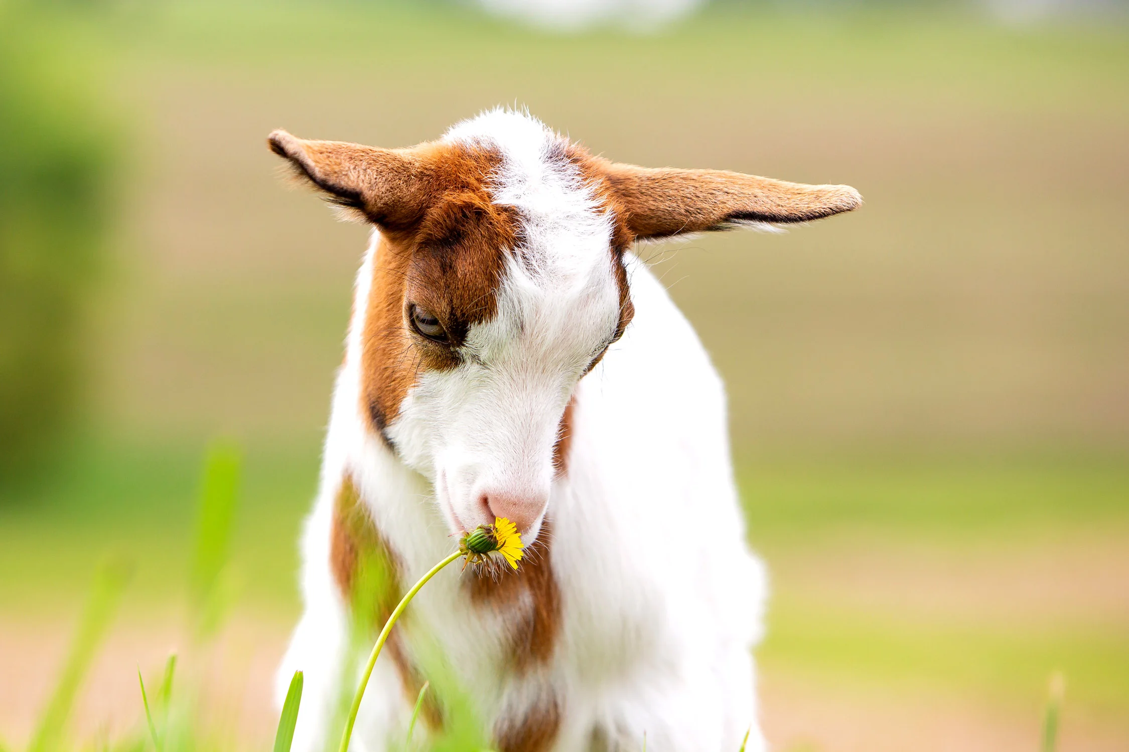 Daily Dose - April 7, 2019 - Dandelion Kid - Nigerian Goat Kid