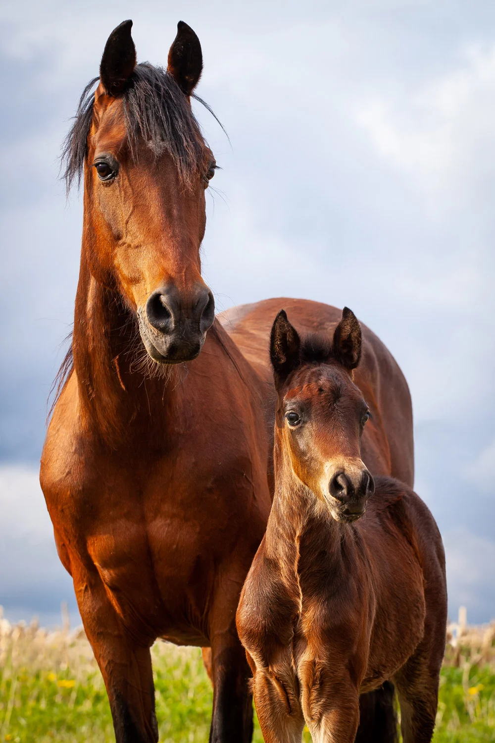 Daily Dose - April 13, 2019 - Quincy as a Baby - Morgan Mare and Foal