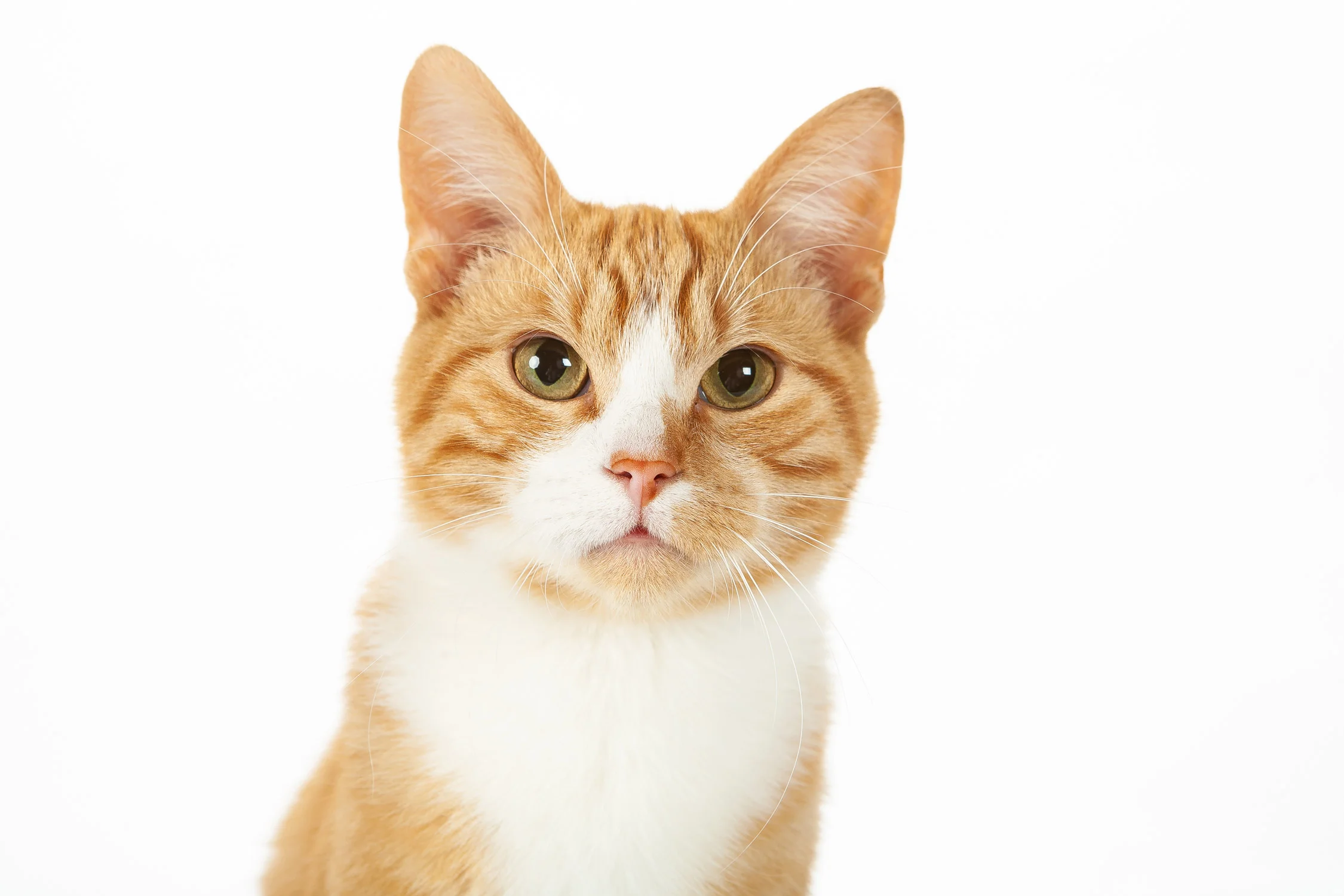Daily Dose - April 14, 2019 - Gilbert as a Young Cat - Orange Tabby Cat - Gilbert