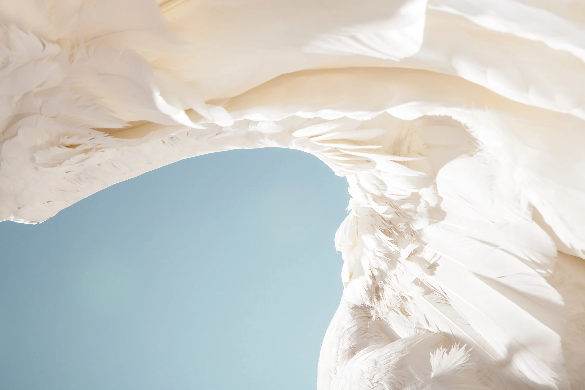 Daily Dose - April 15, 2019 - Wing Shadow - Swan