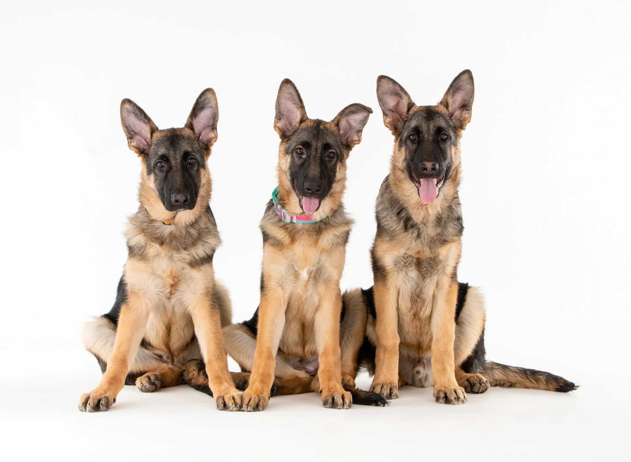 Daily Dose - April 16, 2019 - Puppy Sit In- German Shepherd Puppies