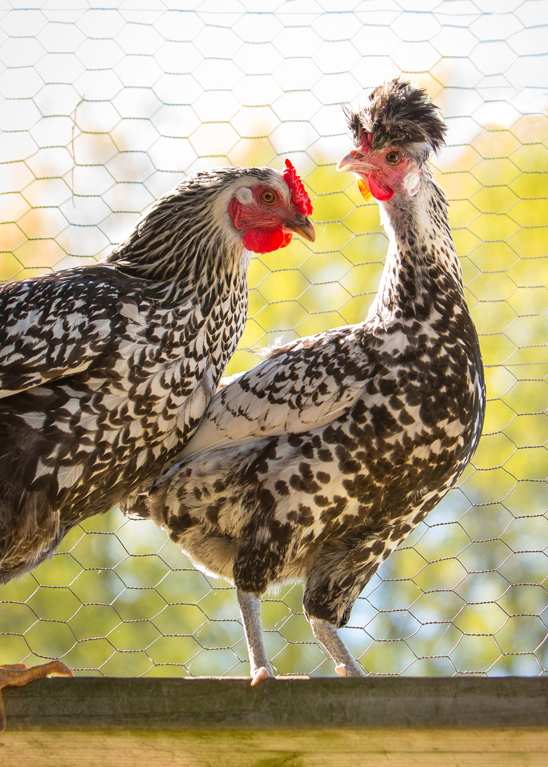 Daily Dose - April 17, 2019 - Fancy Doo - Hens in Hen House