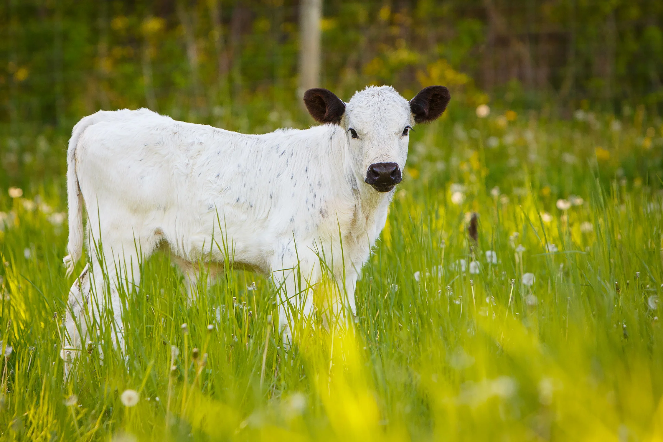 Daily Dose - April 18, 2019 - Spring In Black and White - Park White Beef Calf