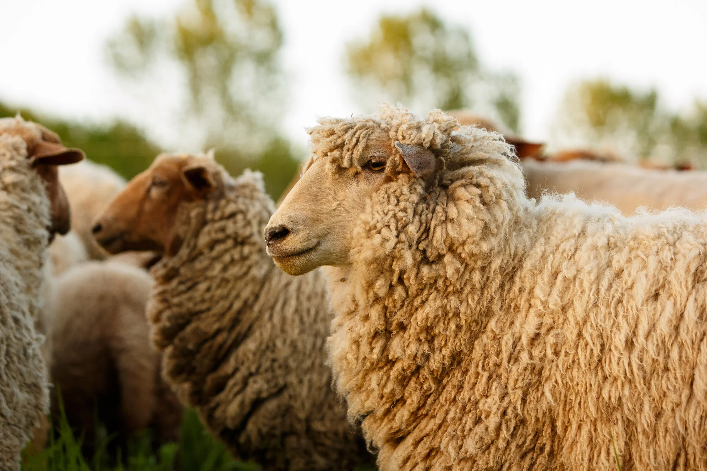 Daily Dose - April 22, 2019 - Go Your Own Way - Tunis Sheep