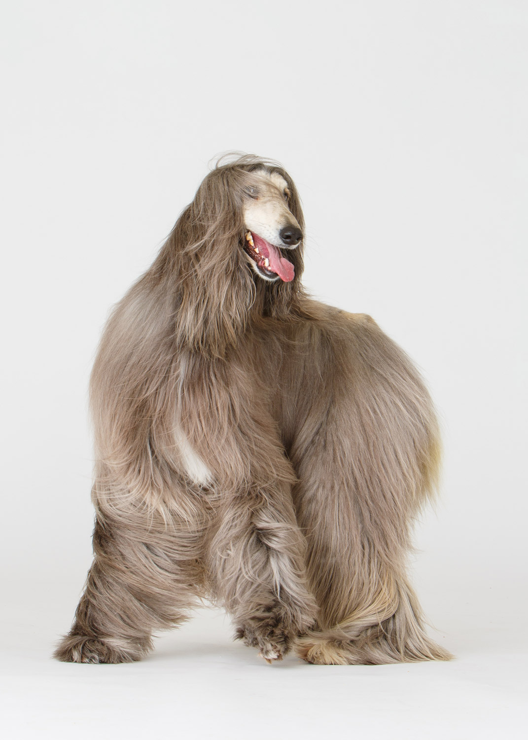 Daily Dose - April 30, 2019 - Now Do the Twist - Afghan Hound - Blue