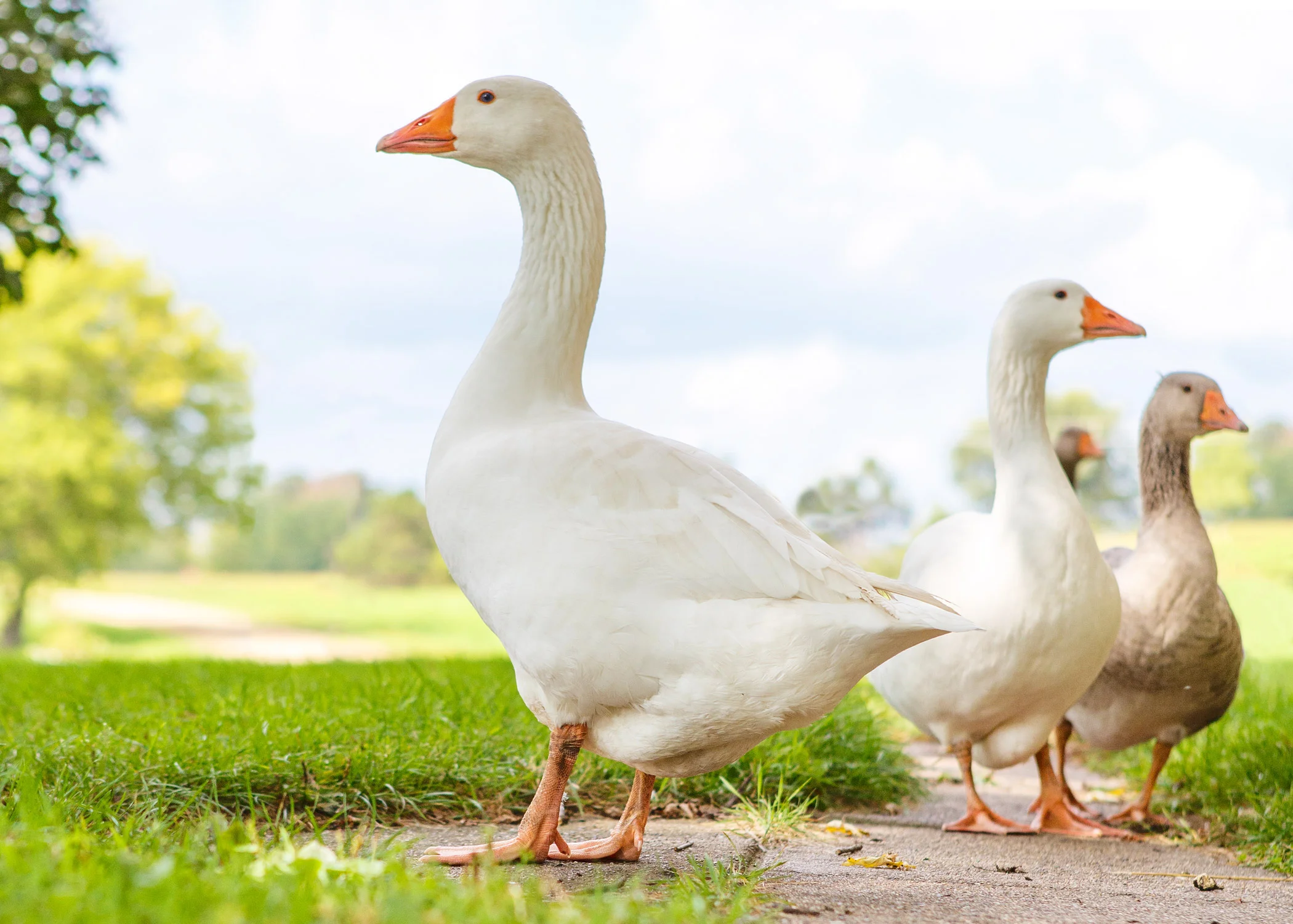 Daily Dose - May 1, 2019 - Lord of the Lawn - Embden Gander Goose - Sebastian