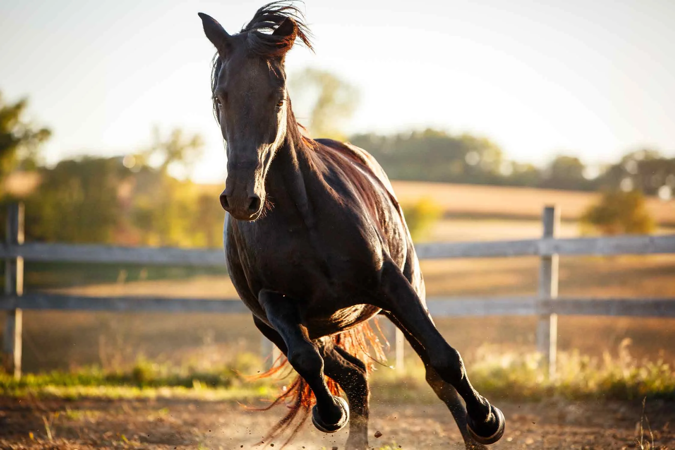 Daily Dose - May 2, 2019 - Mare Movement - Morgan Mare - Audrey