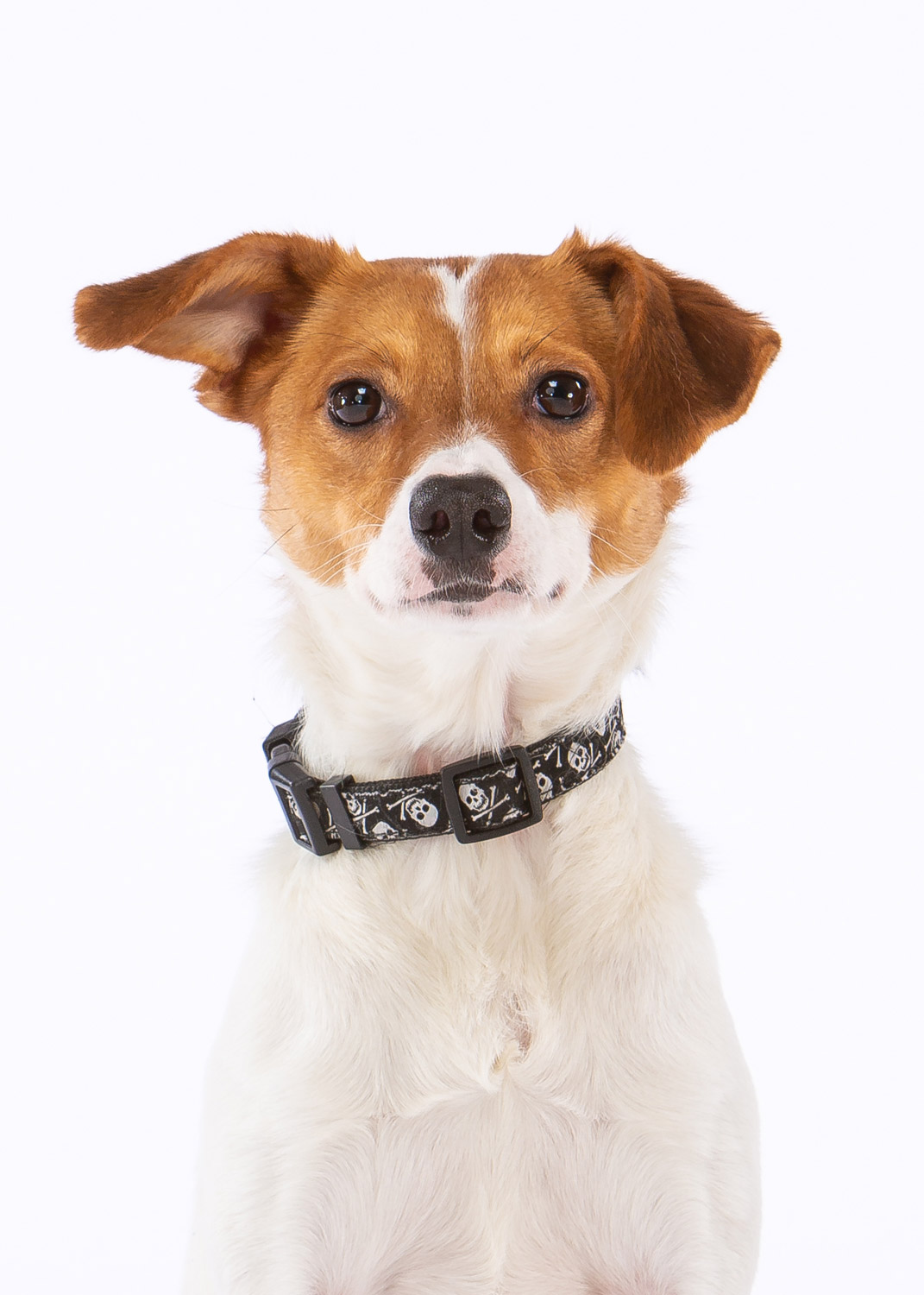 Daily Dose - May 6, 2019 - Me, Any Given Tuesday - Mixed Breed Dog - Winston