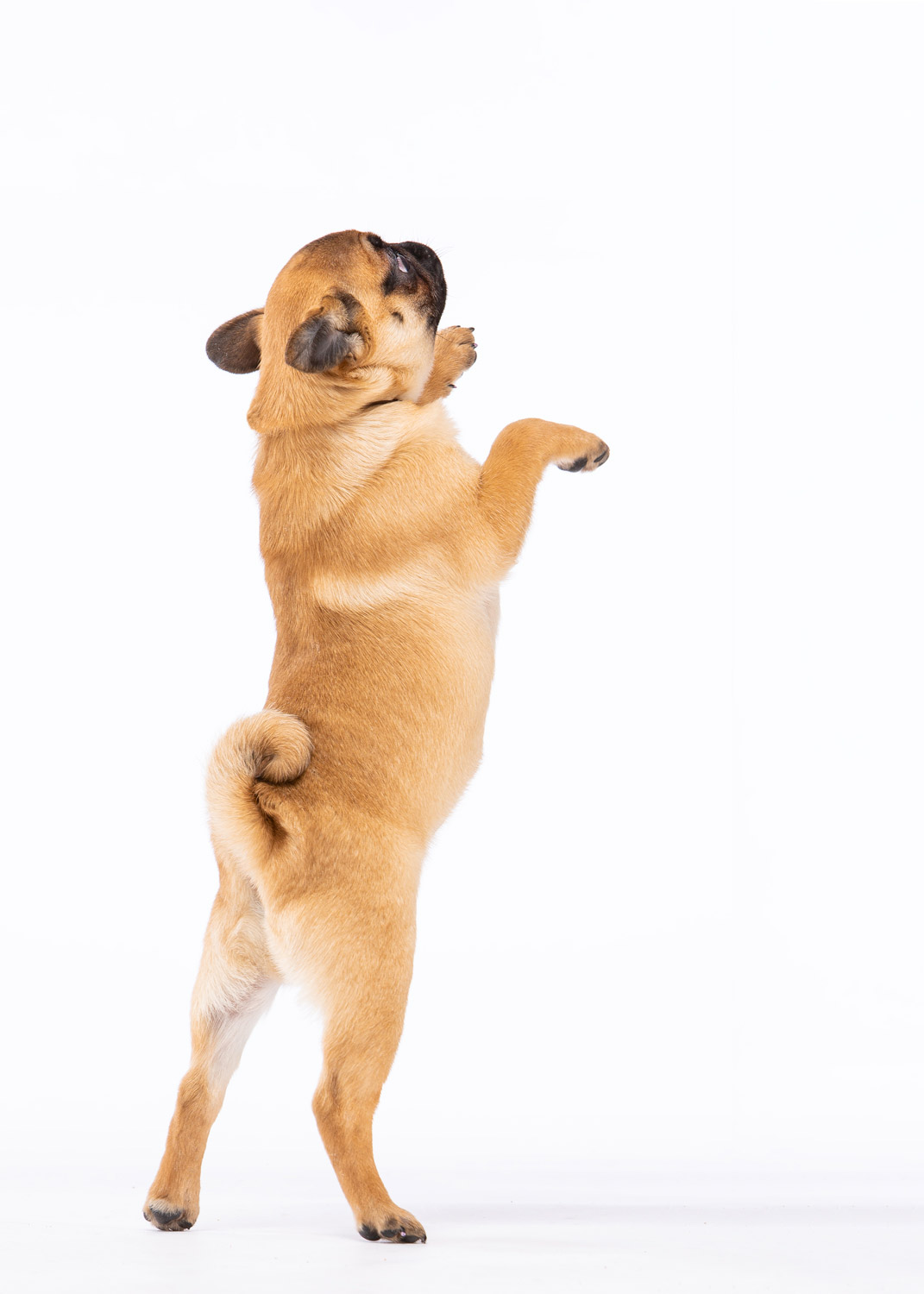 Daily Dose - May 10, 2019 - Pug Play - Pug Puppy - Riley