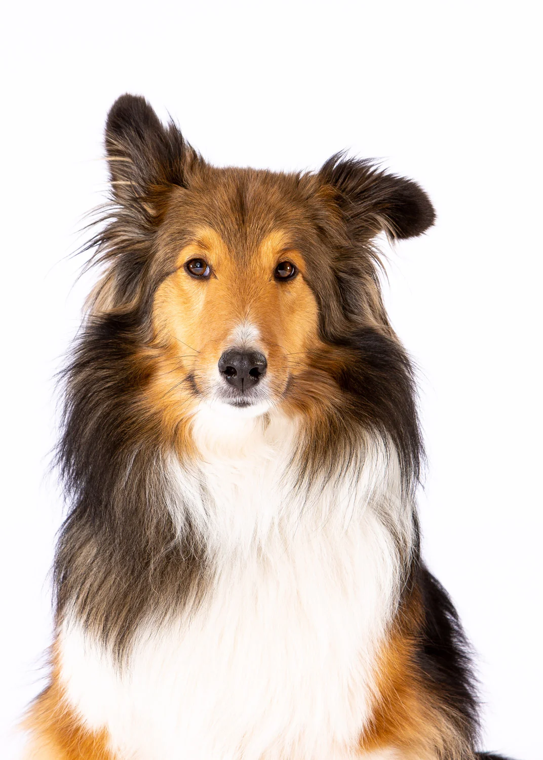 Daily Dose - May 11, 2019 - Skeptical Sheltie - Shetland Sheepdog - Jaya