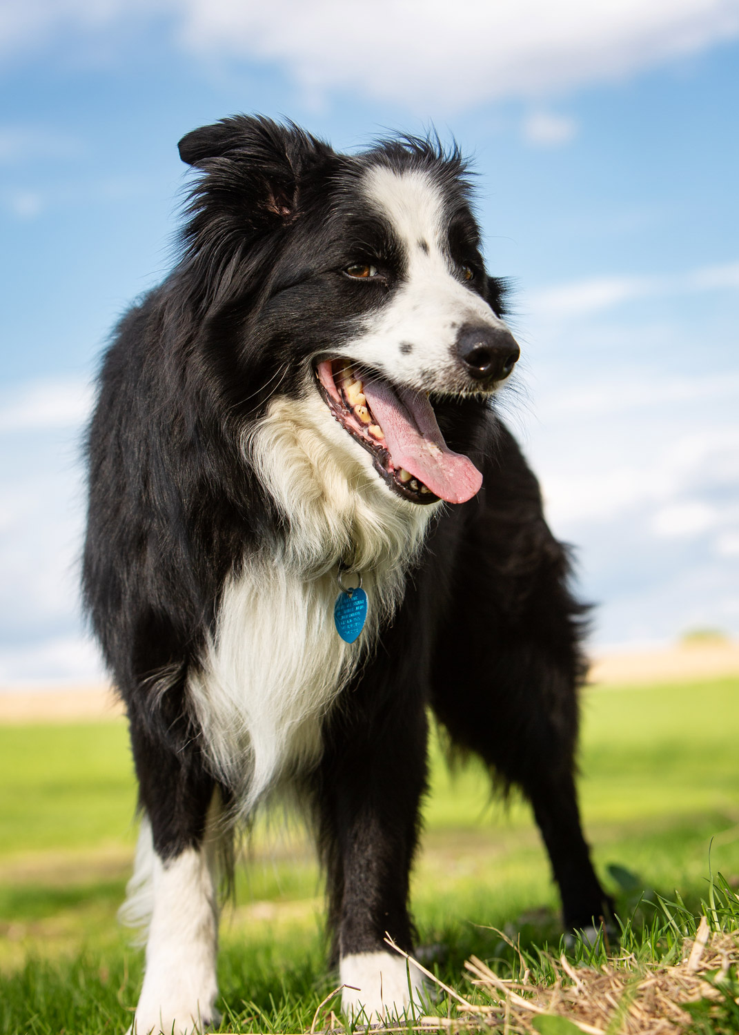 Daily Dose - May 14, 2019 - Happy Hawkeye - Border Collie