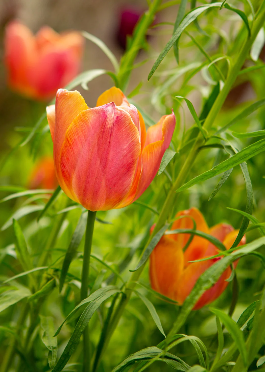 Daily Dose - May 16, 2019 - Tulips in the Green