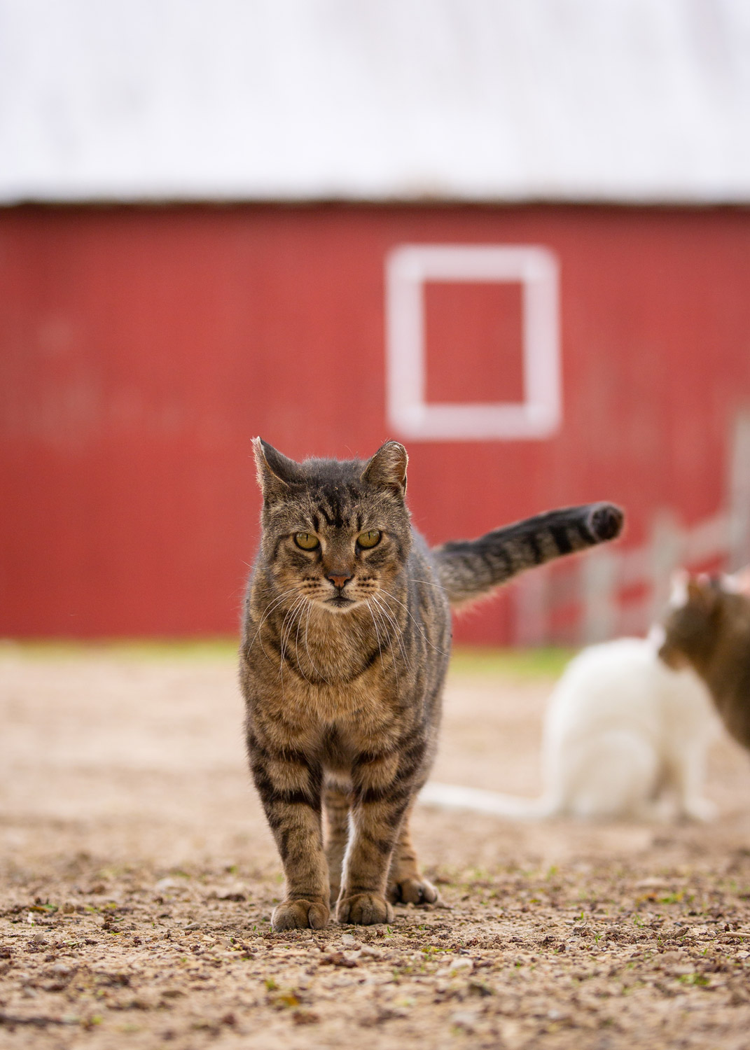 Daily Dose - May 18, 2019 - "You're Late." - Brown Tabby Cat - Bullet