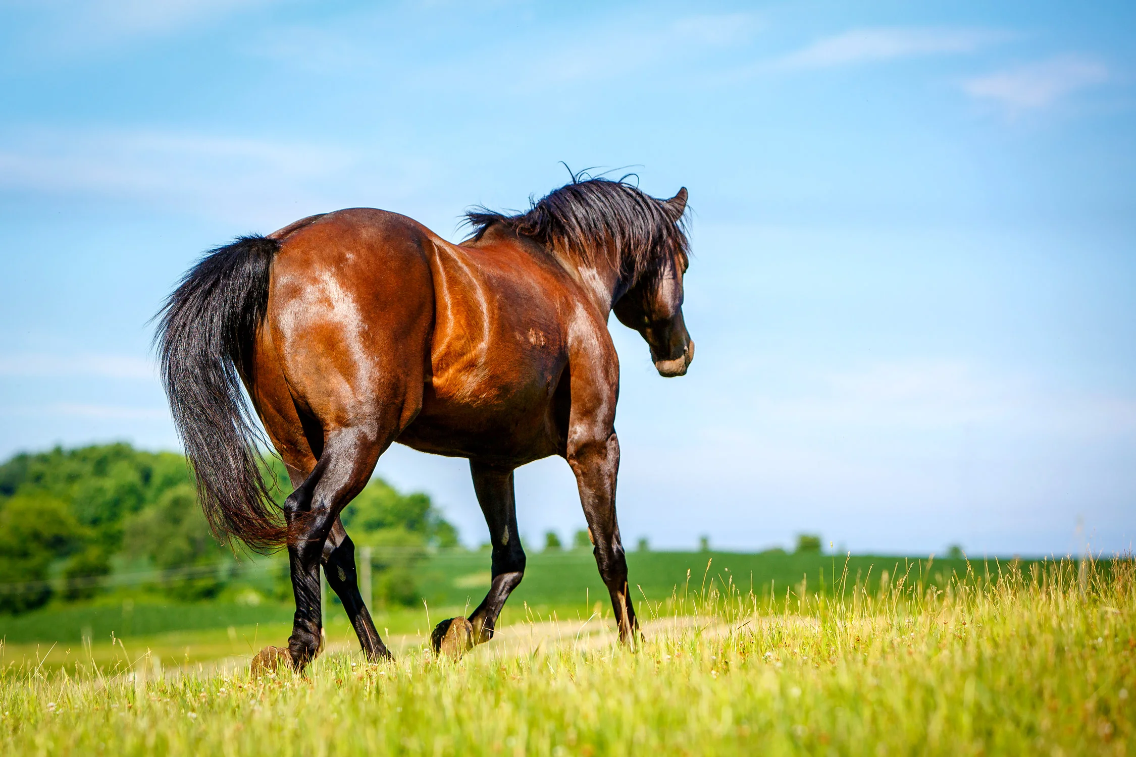 Daily Dose - May 20, 2019 - Horse Heaven - Morgan Horse - Finnian
