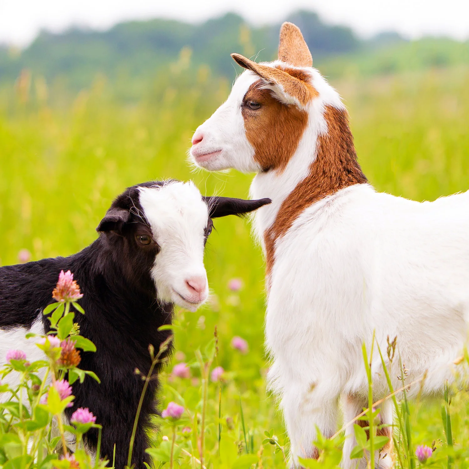 Daily Dose - May 21, 2019 - Meadow Meeting - Goat Kids