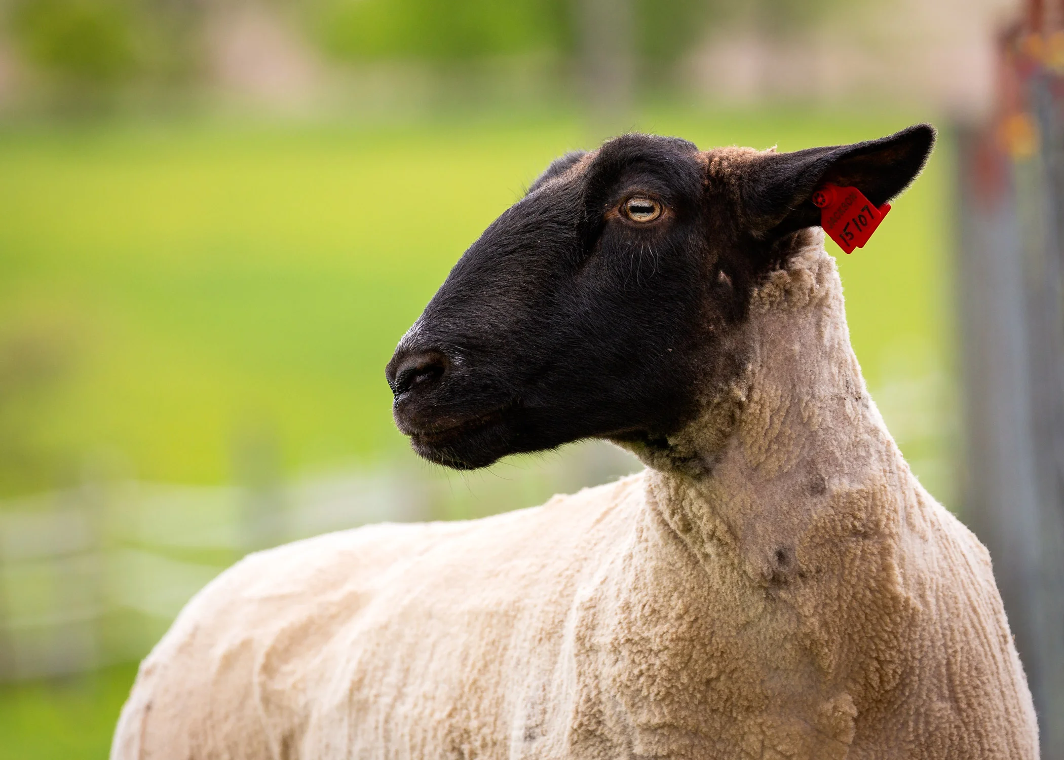 Daily Dose - May 21, 2019 - A New Addition to our Farm - Lady Margaret - Suffolk Cross Ewe Sheep