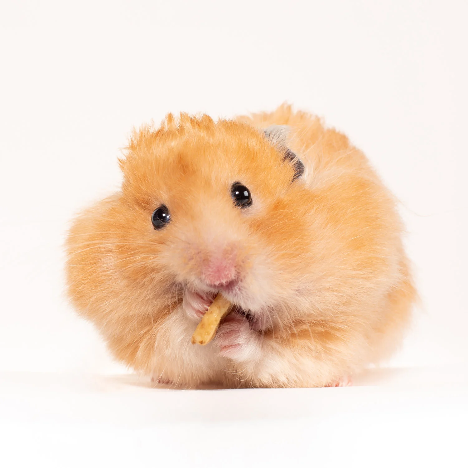 Daily Dose - May 23, 2019 - Hamster Snacking - Wyatt