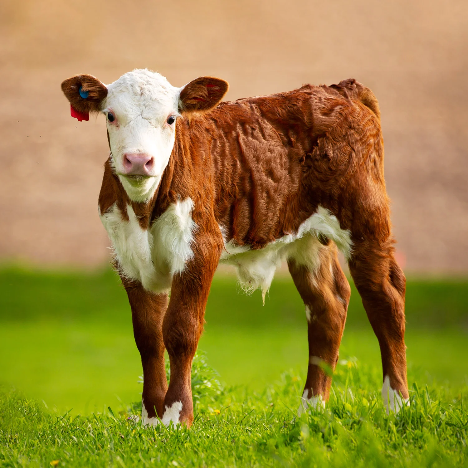 Daily Dose - May 26, 2019 - Beef Baby - Hereford Beef Calf