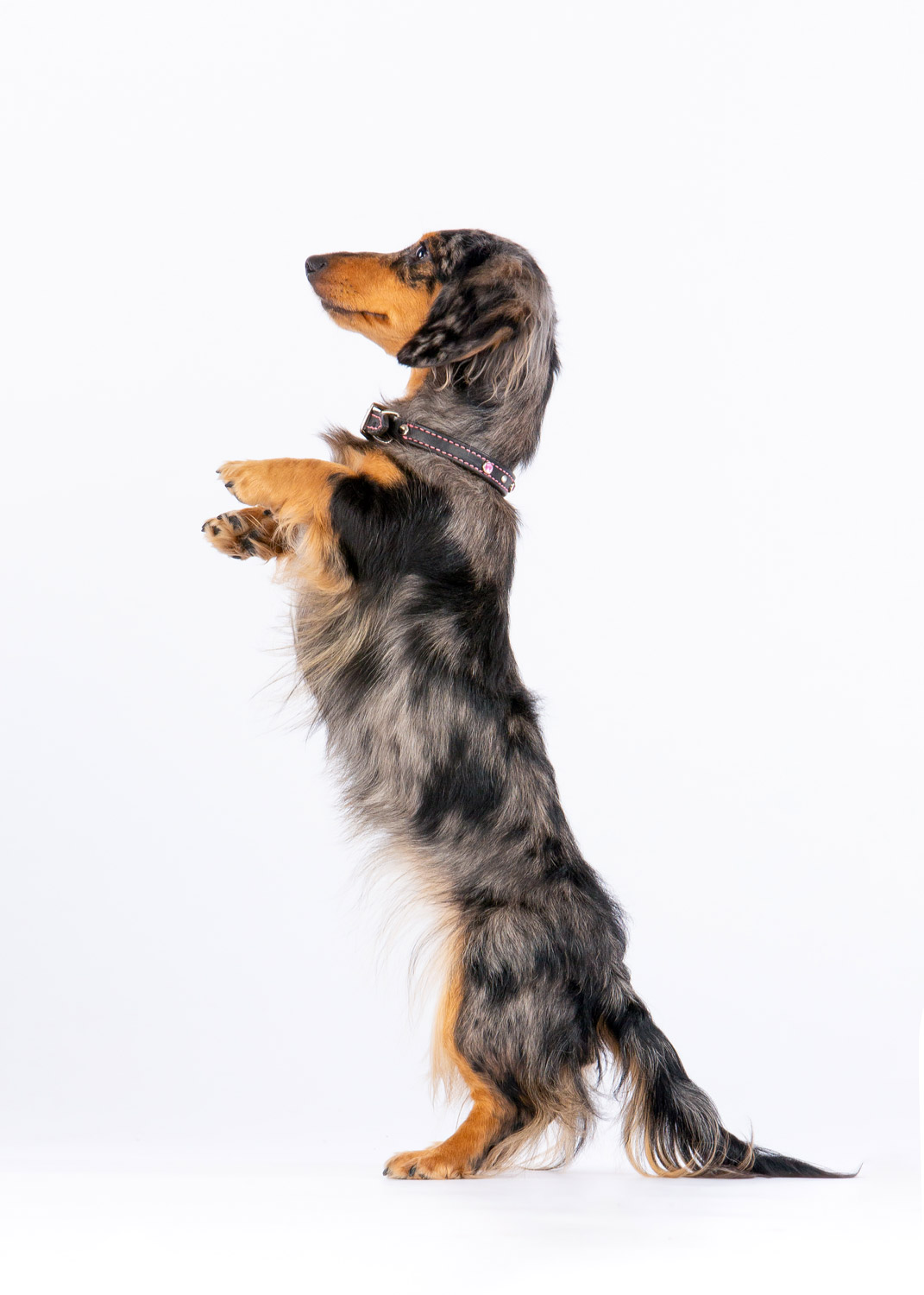 Daily Dose - May 28, 2019 - Doxie Dancer - Miniature Dachshund