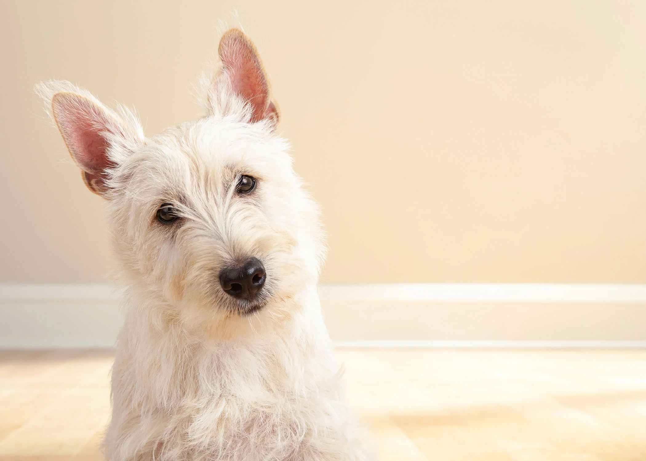 Daily Dose - May 29, 2019 - Oh, Henry! - Scottish Terrier - Henry