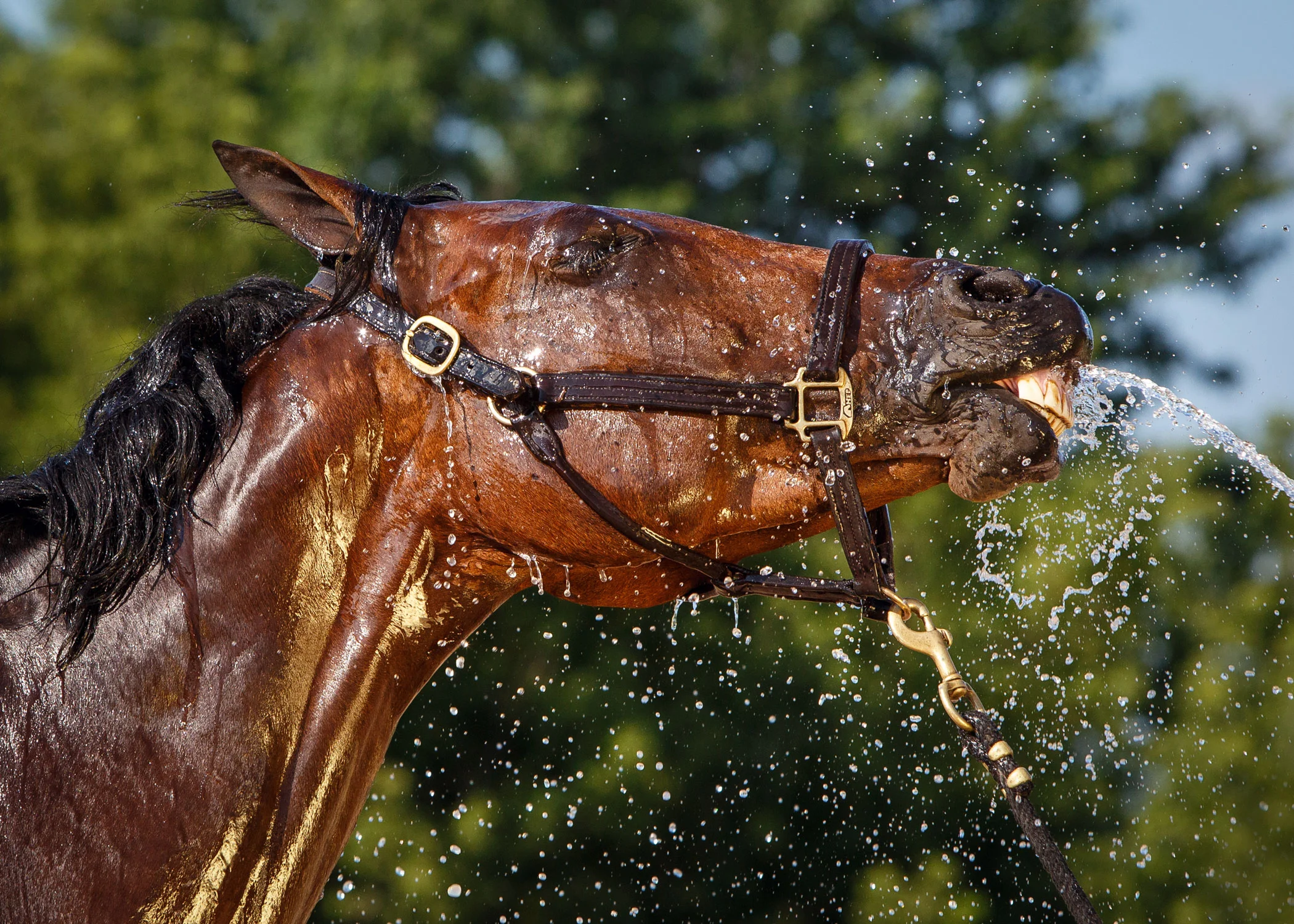 Daily Dose - May 30, 2019 - Cool Drink - Warmblood Horse