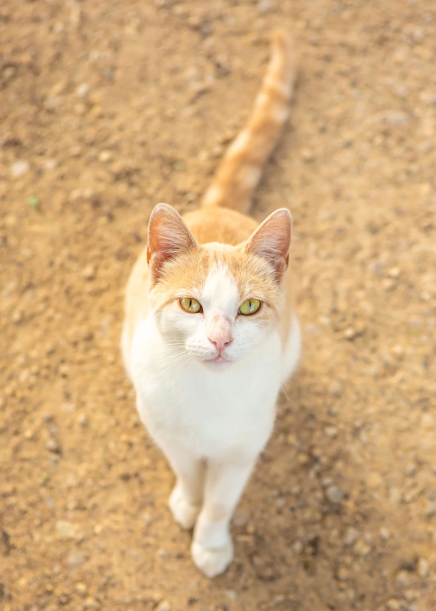 Daily Dose - May 31, 2019 - Cat on Gravel Road - Tan and White Cat - Killwilly