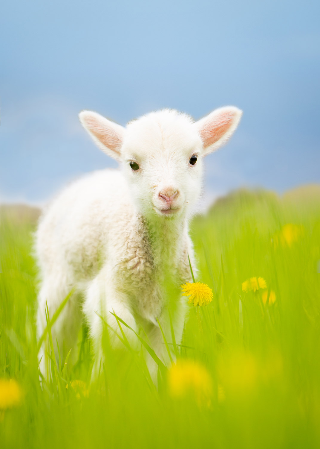 Daily Dose - June 2, 2019 - Dandy Baby - Polypay Lamb