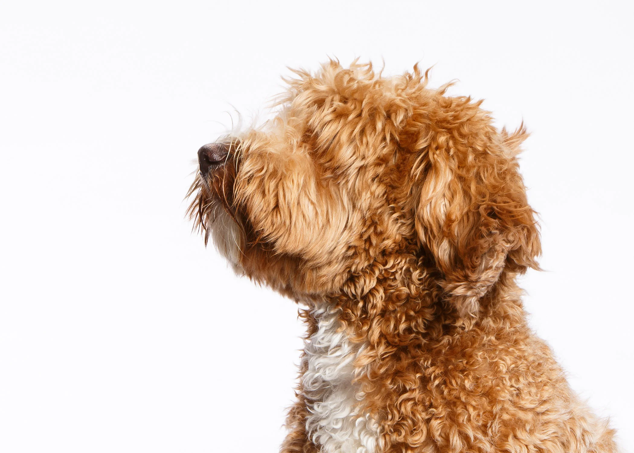 Daily Dose - June 8, 2019 - Zena - Queen of the Doodles