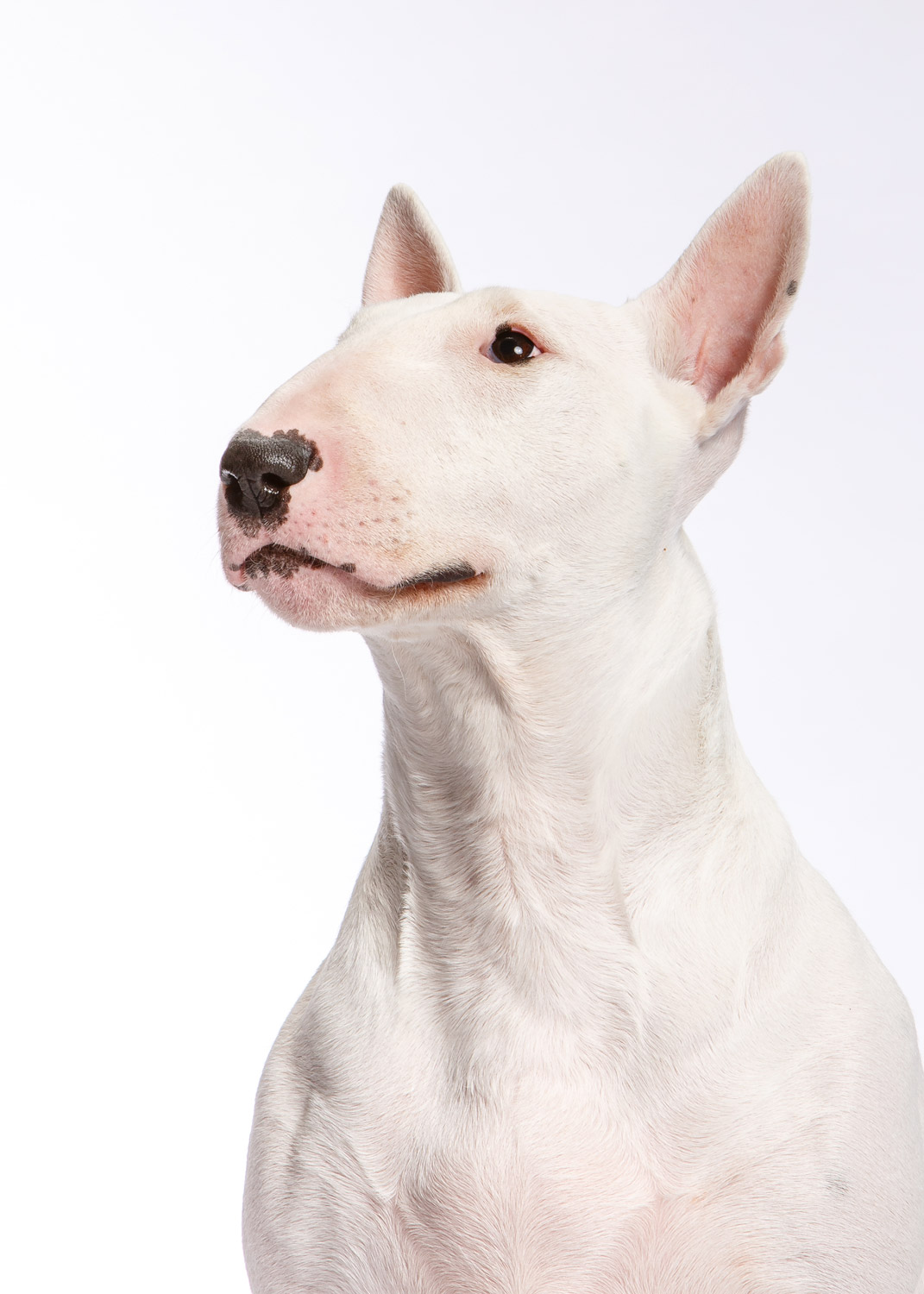 Daily Dose - June 9, 2019 - Bully Beauty - Bull Terrier - Sarah